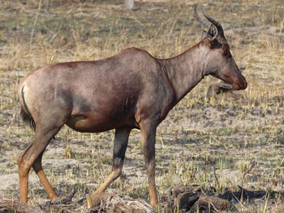 tsessebe