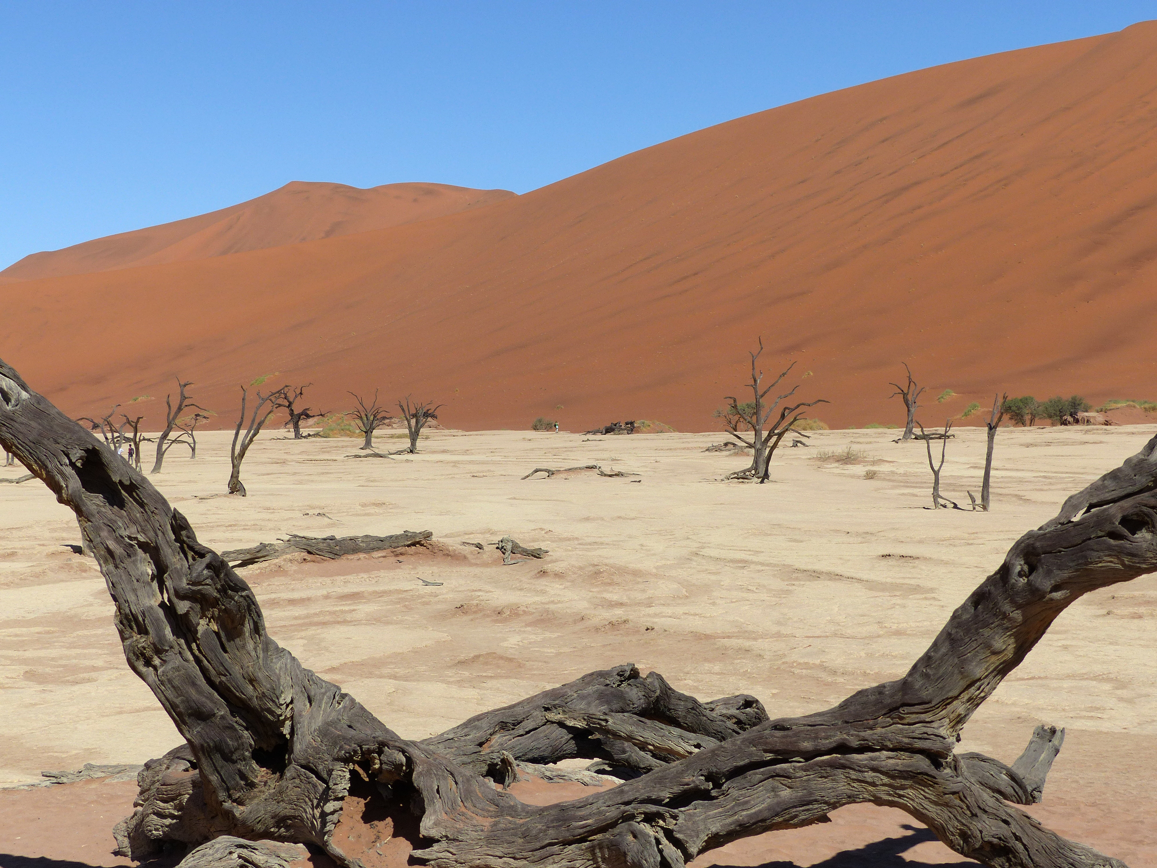 dead vlei