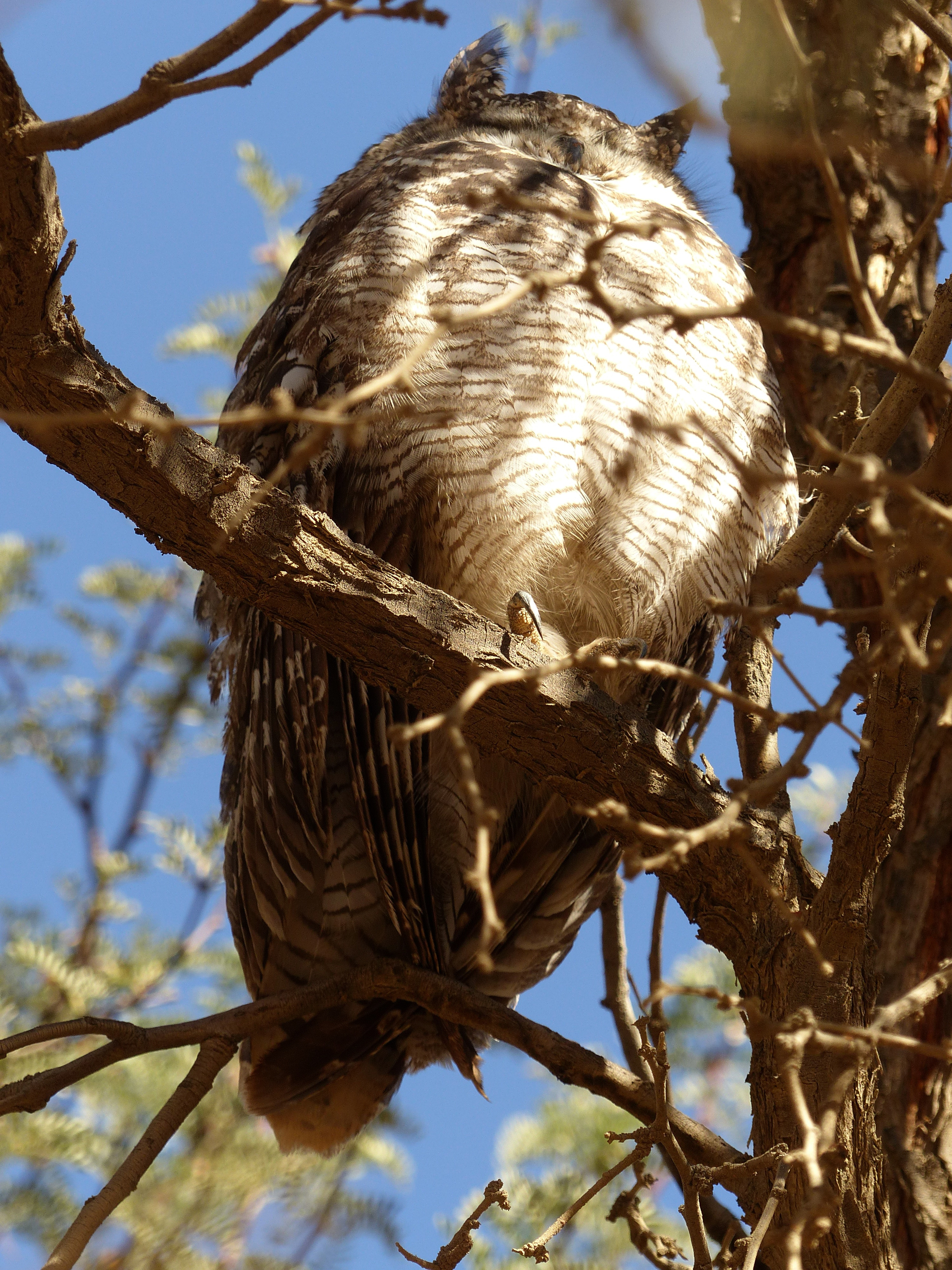 spotted eagle owl