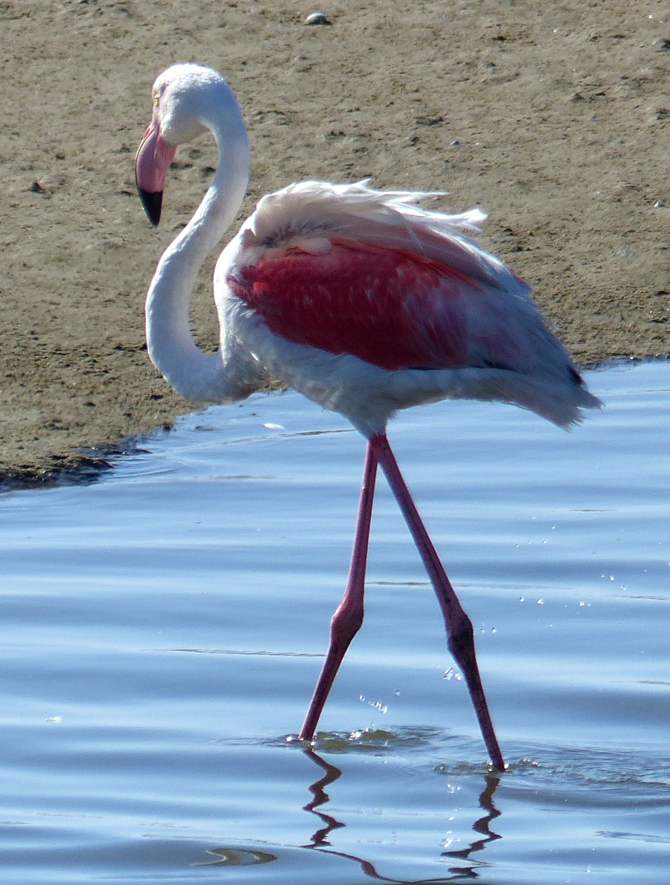 greater flamingo