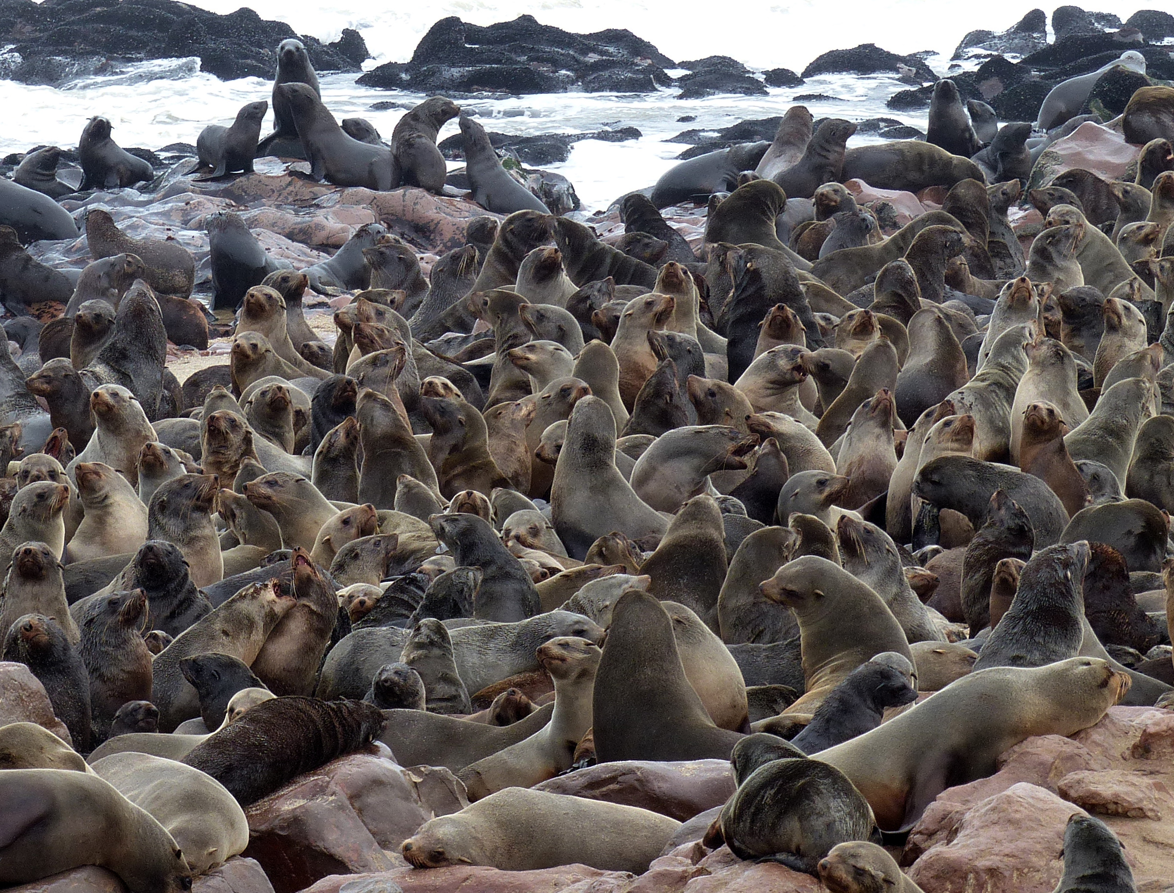 Cape Cross fur seals