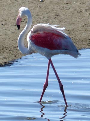 greater flamingo