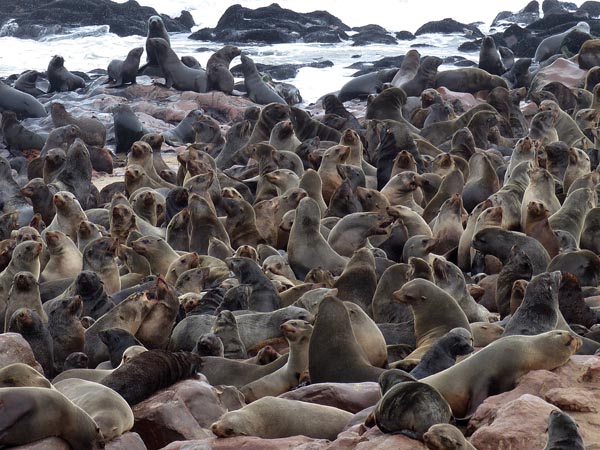 Cape Cross fur seals