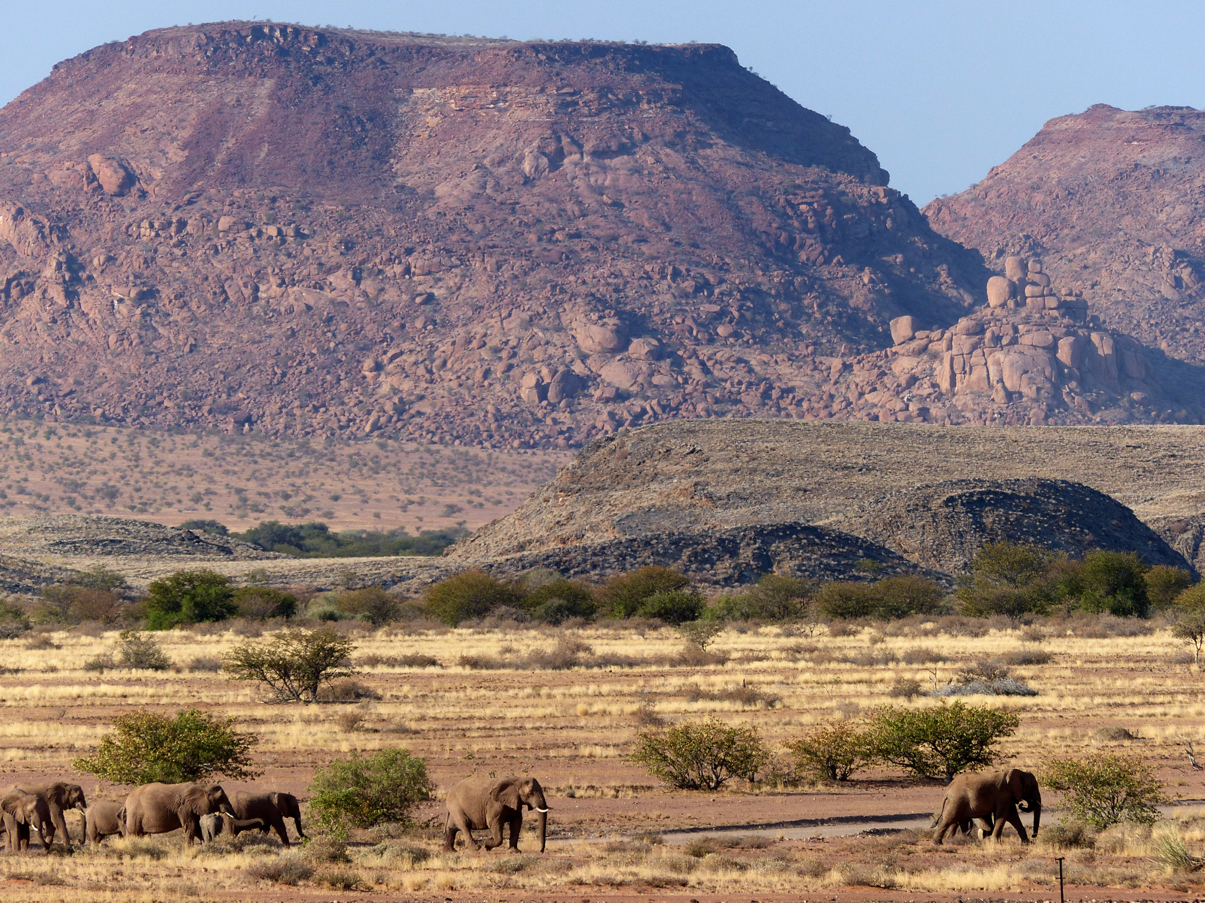 desert elephants