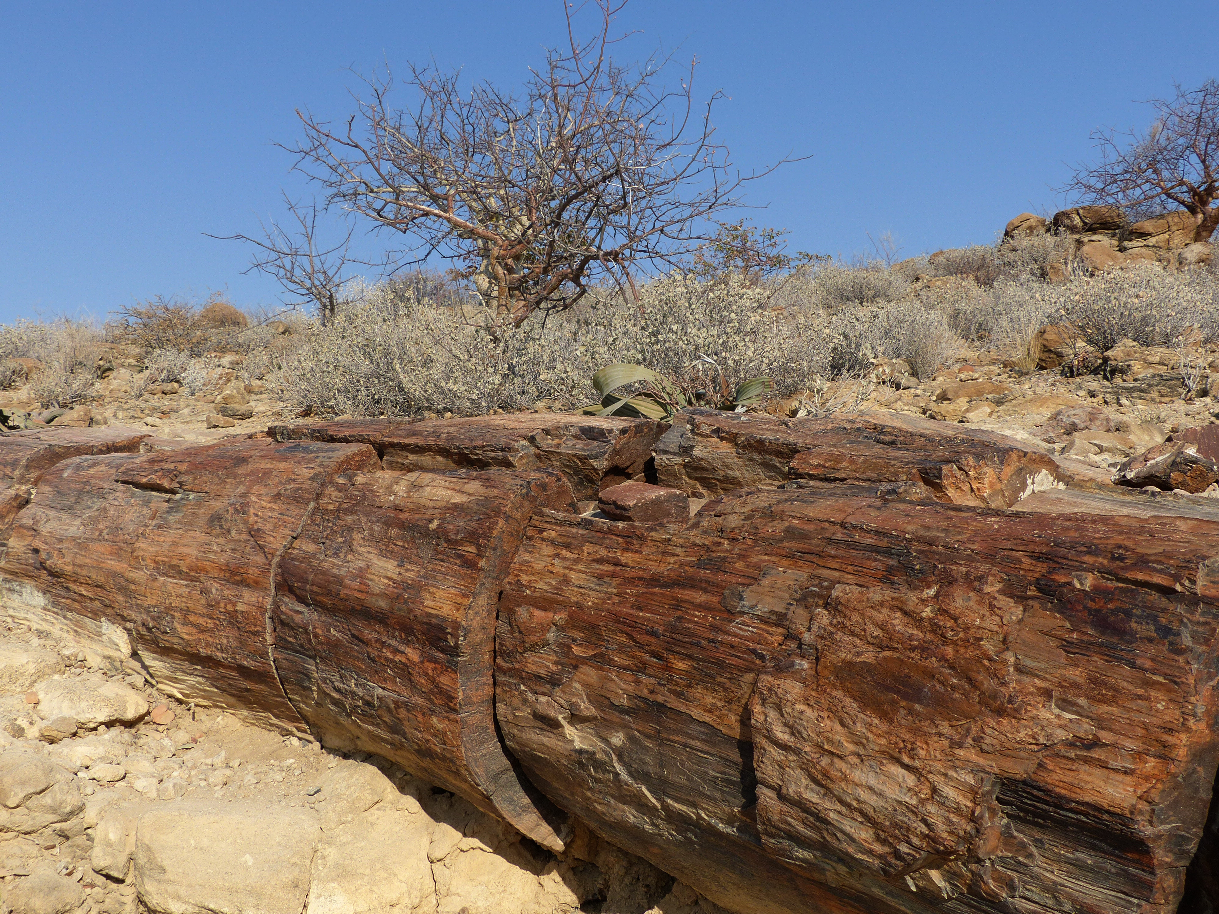 petrified forest