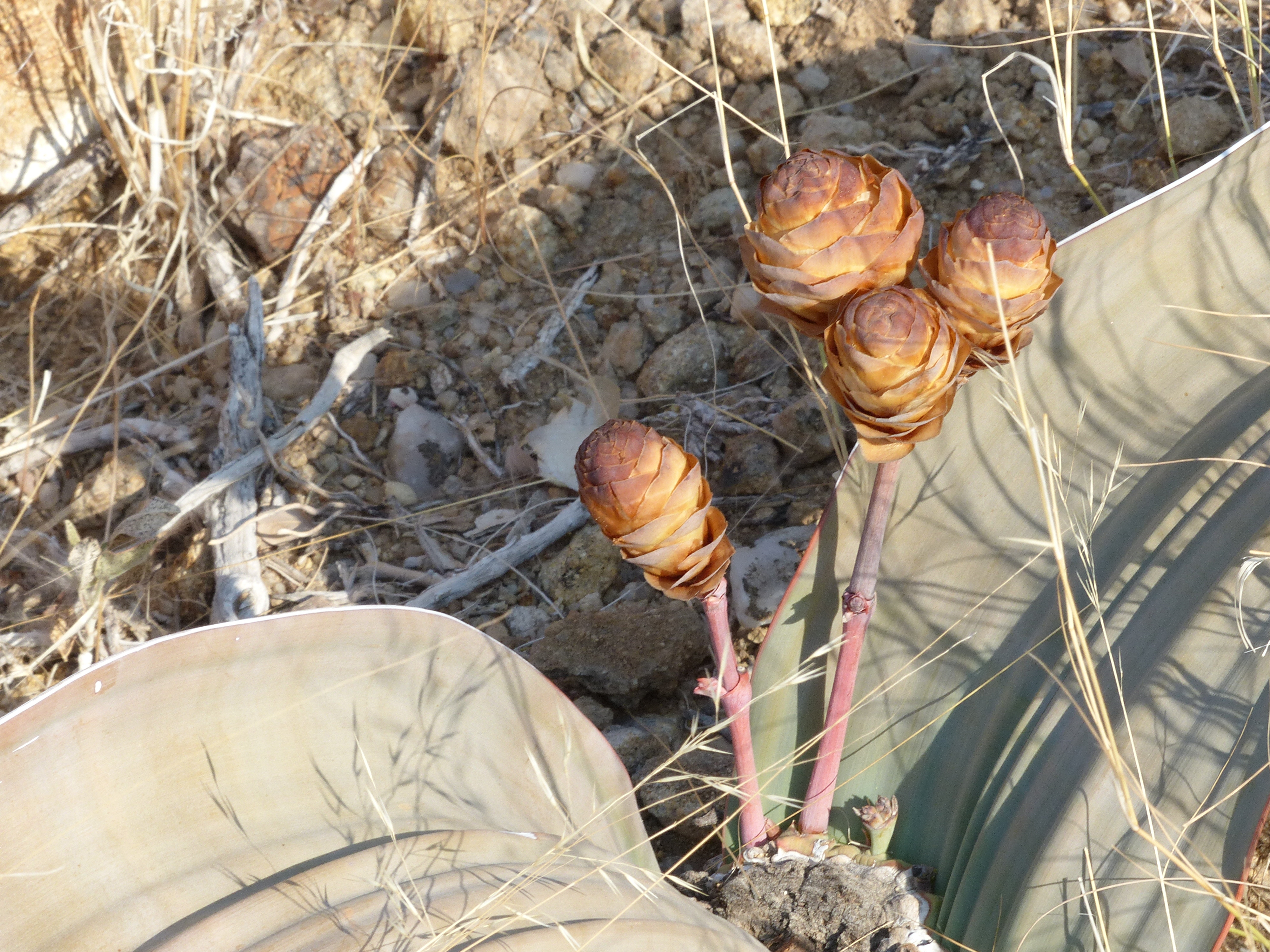 welwitschia female
