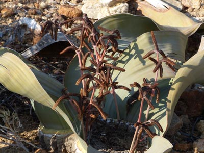 welwitschia male