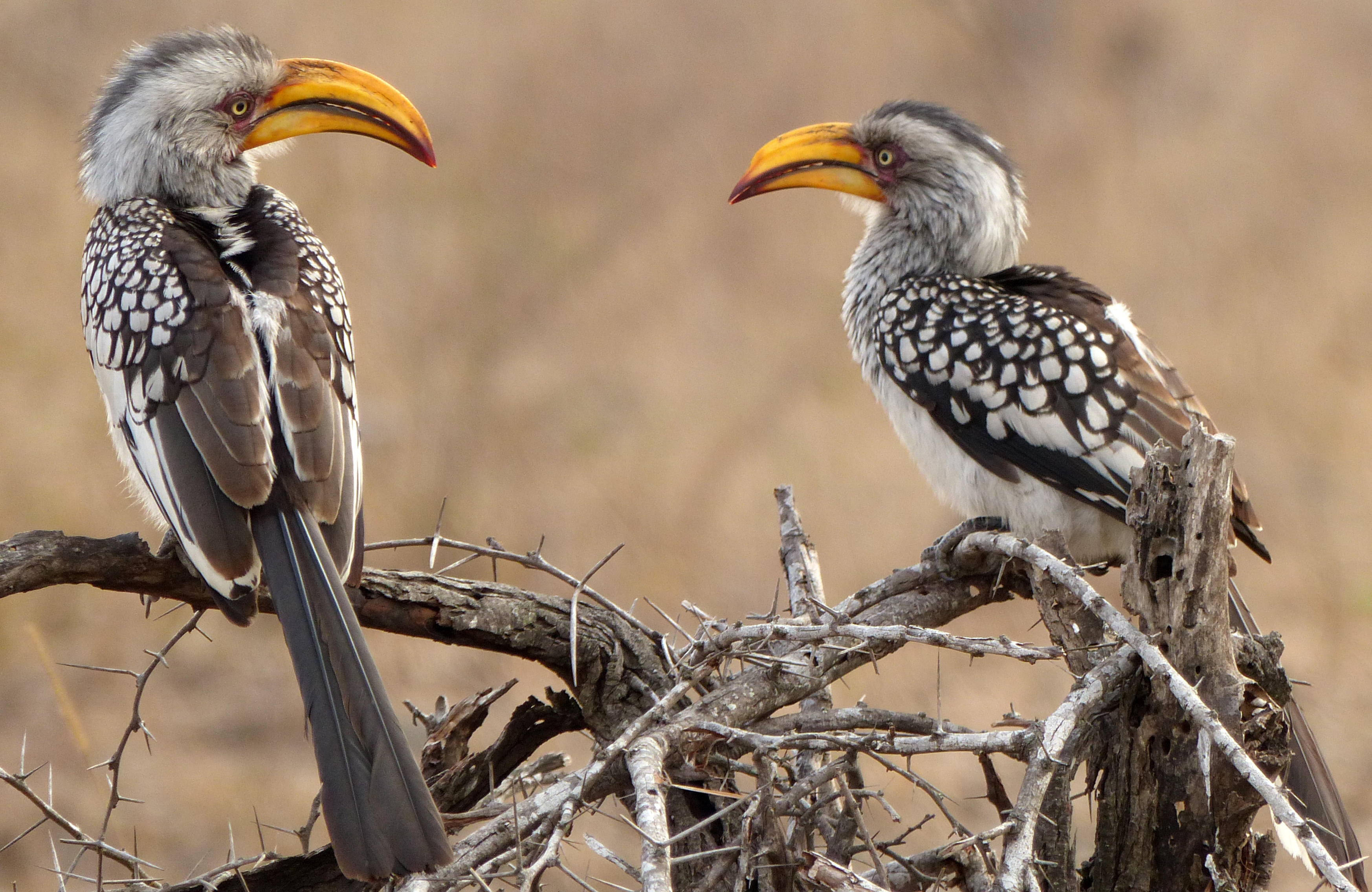 yellowbilled hornbill