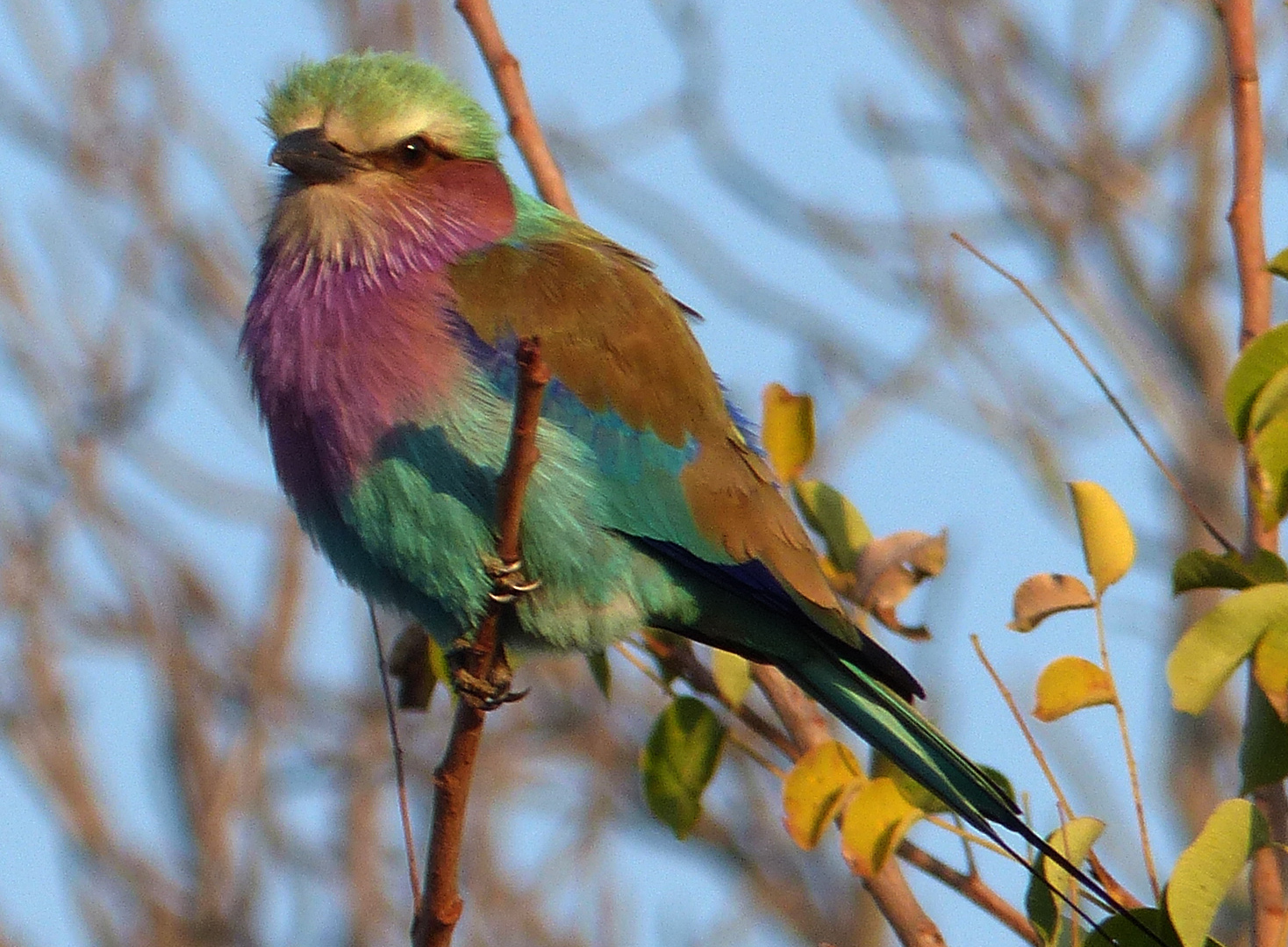 lilac-breasted roller