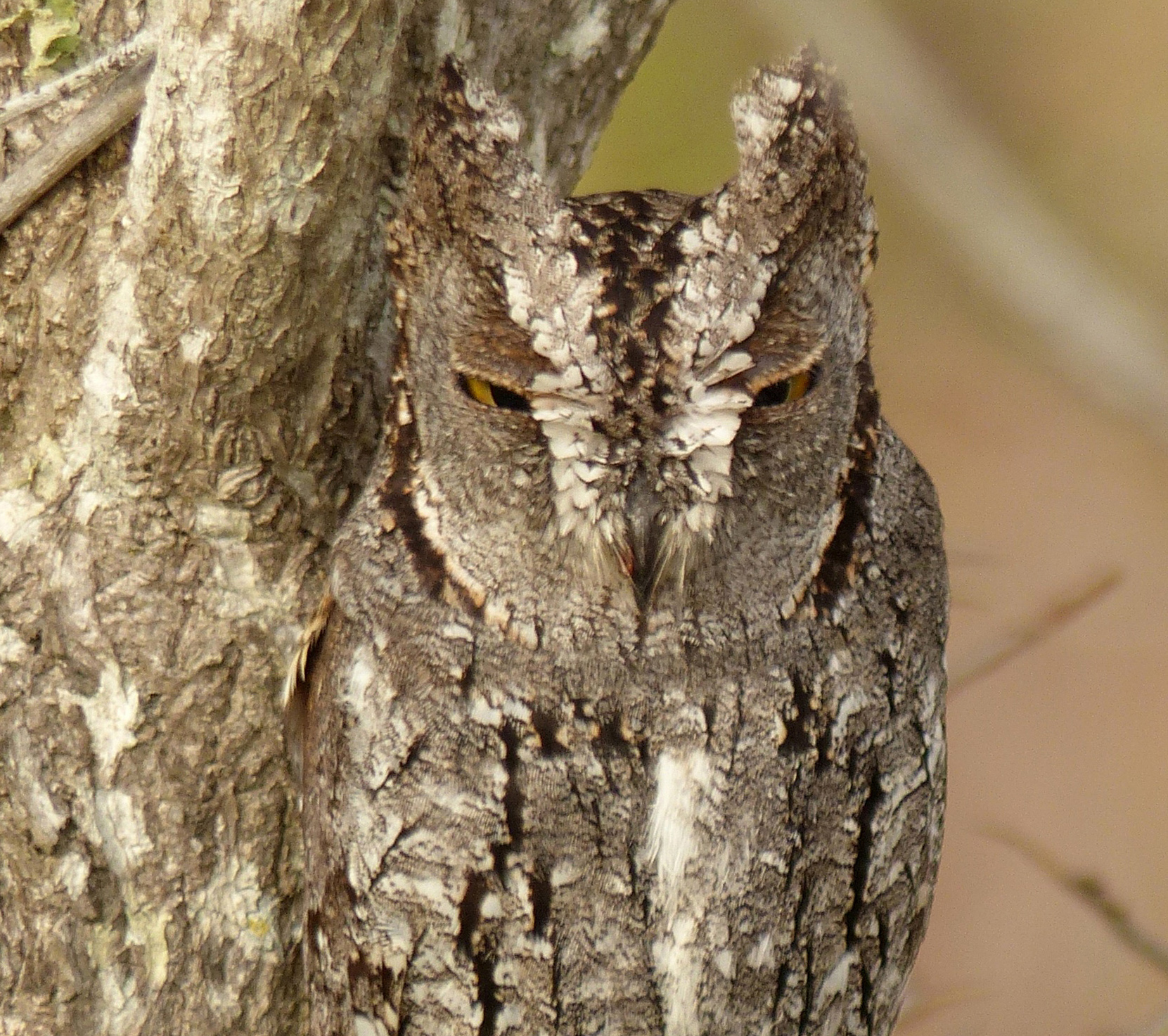 Scops Owl