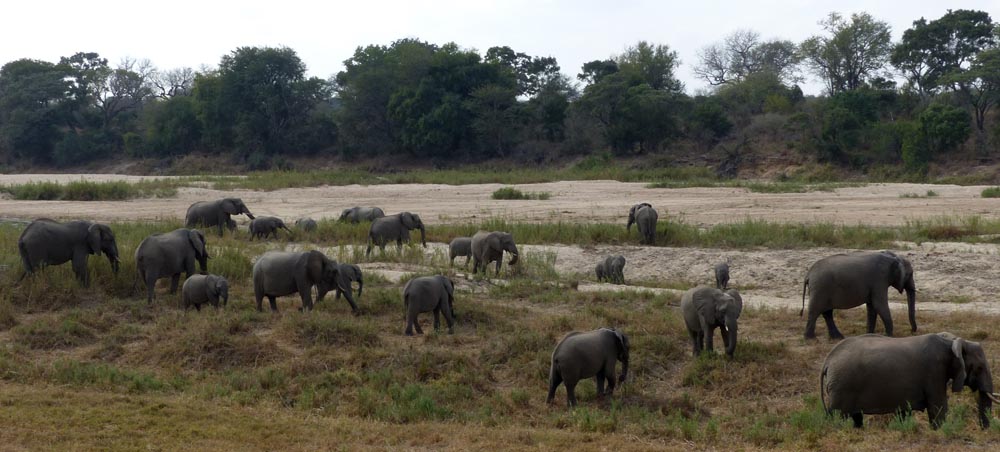ele herd