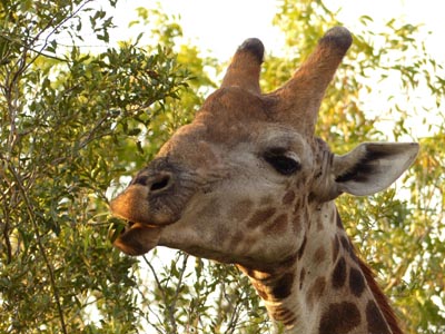 Southern giraffe