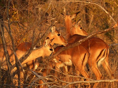 impalas