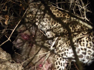 leopard