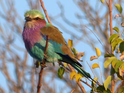 lilac-breasted roller