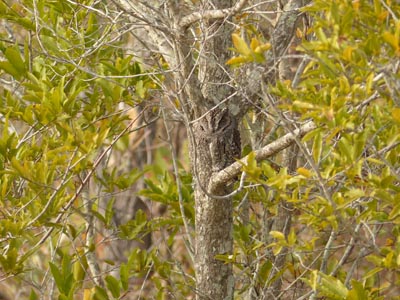 Scops owl