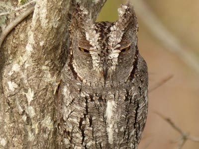 Scops owl