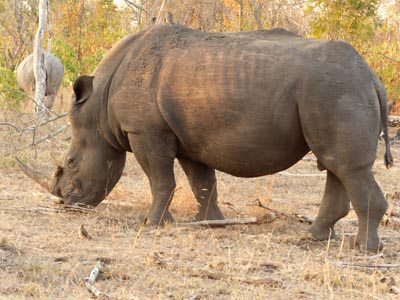 white rhino