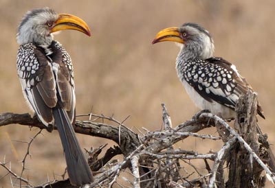 yellowbilled hornbill