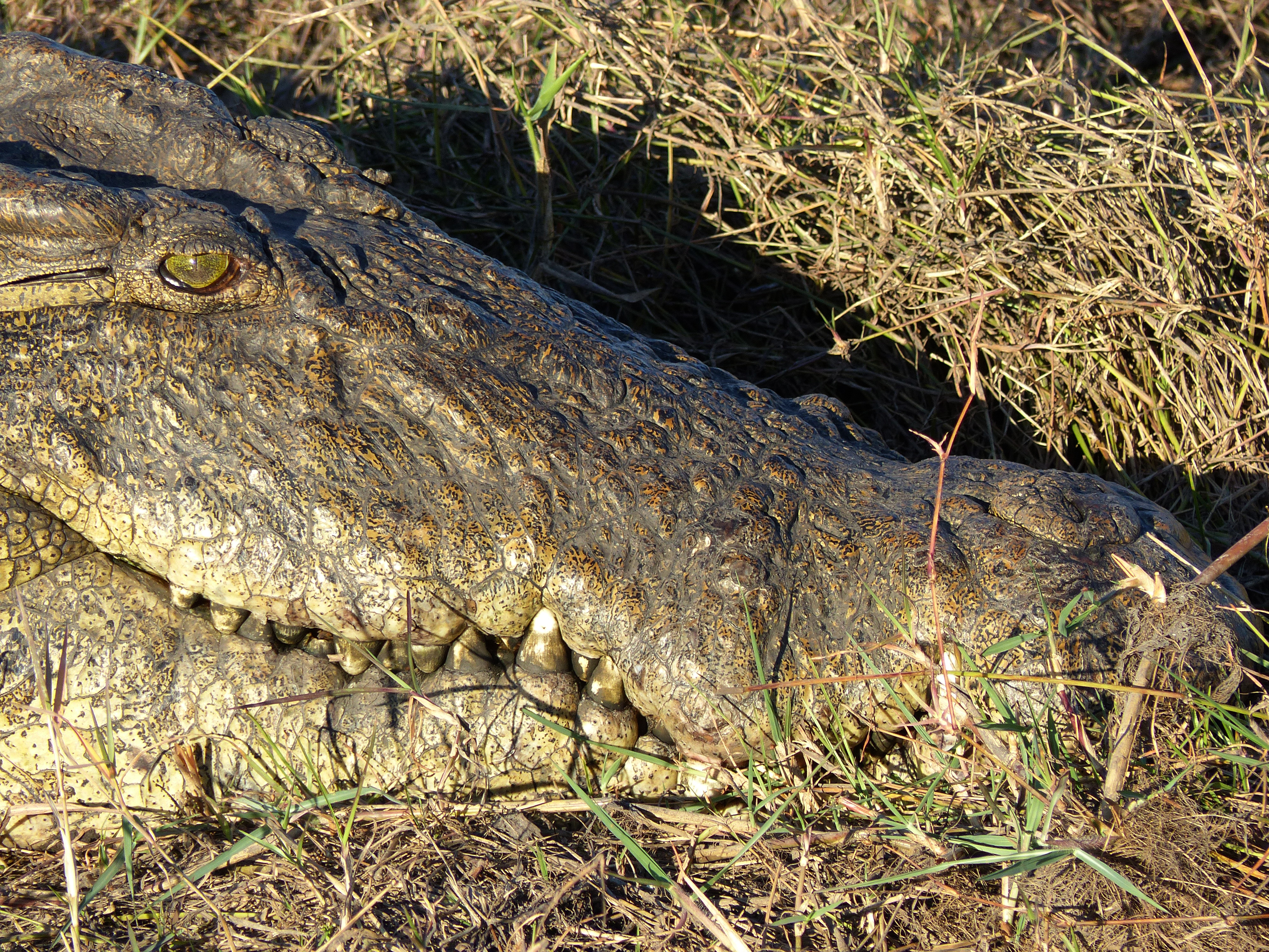 Nile crocodile