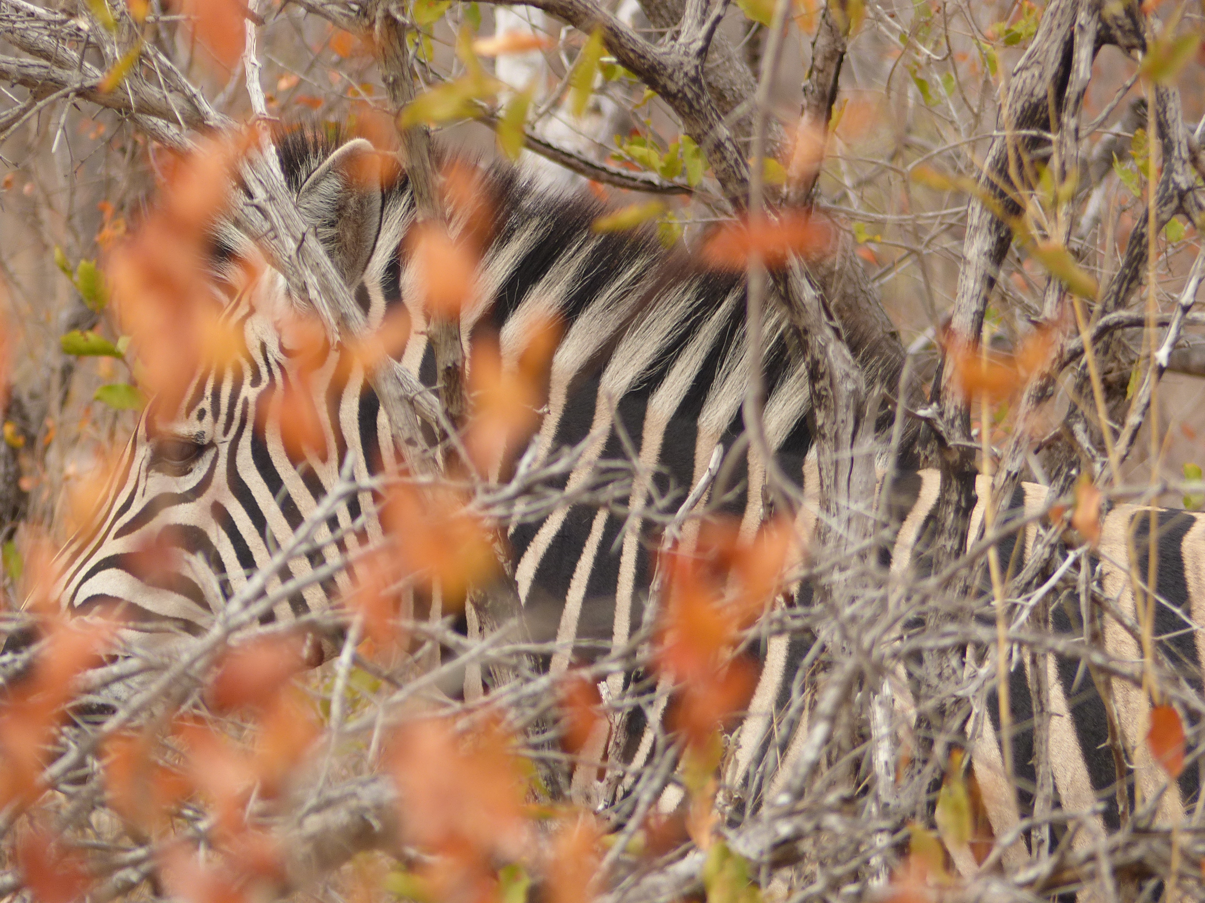 hidden zebra