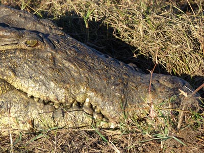 Nile crocodile