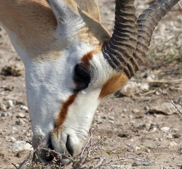 springbok face