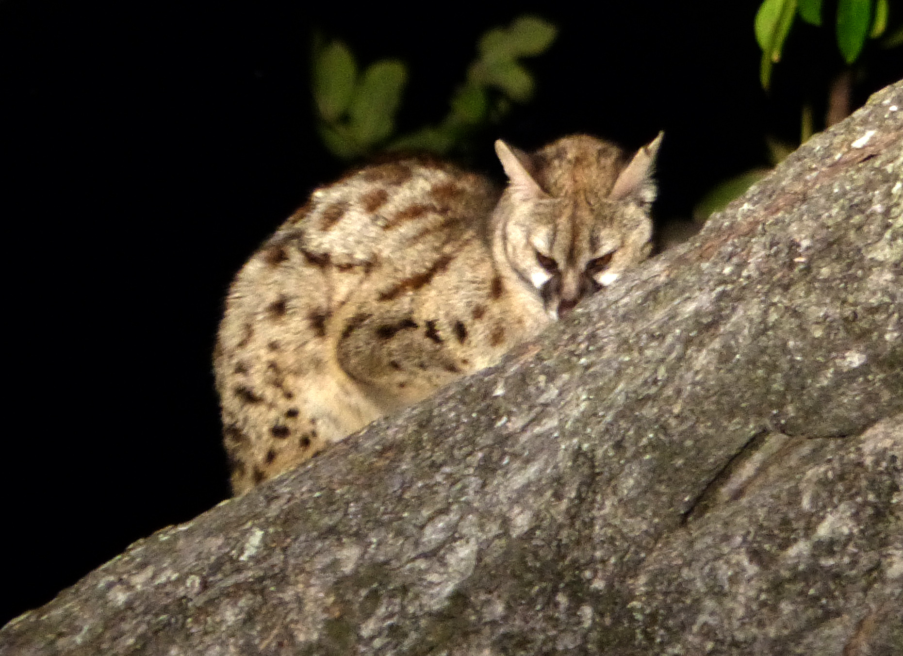 genet