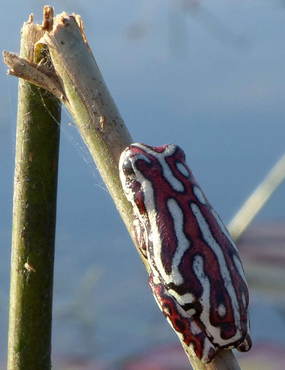 tiny painted reed frog
