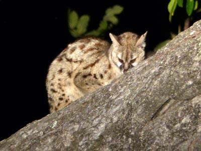 genet