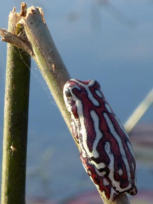 tiny painted reed frog