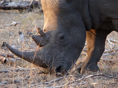 white rhino