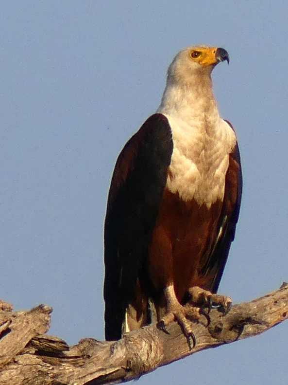African fish eagle