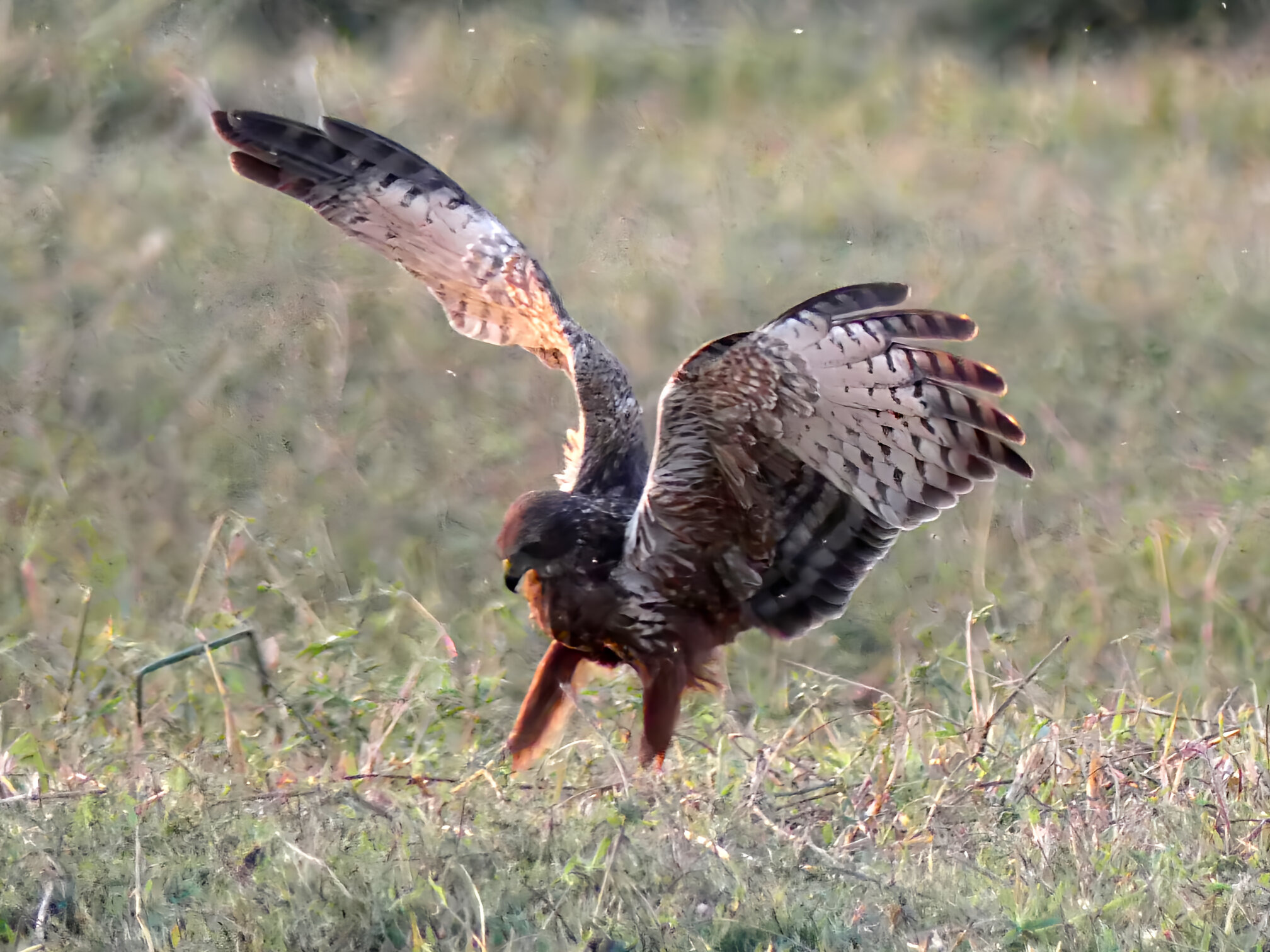 African marsh harrier