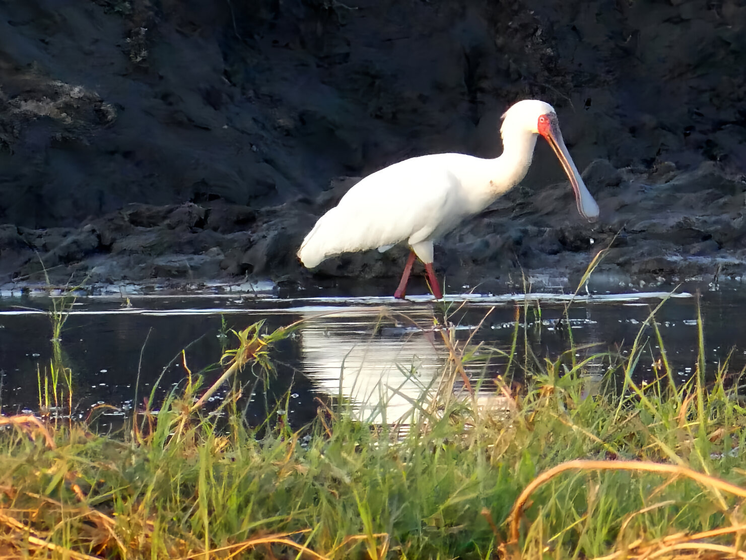 African spoonbill