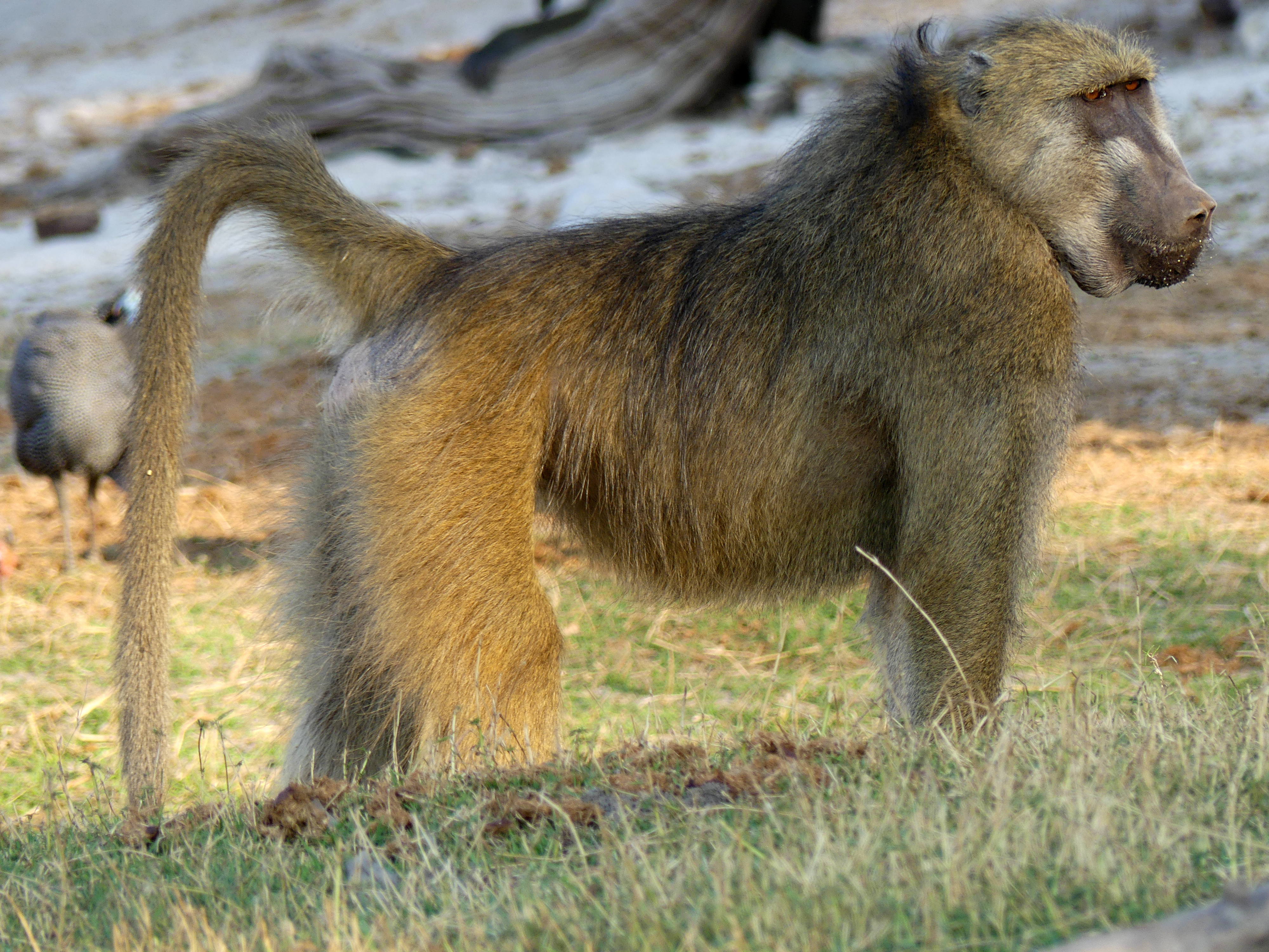 baboon