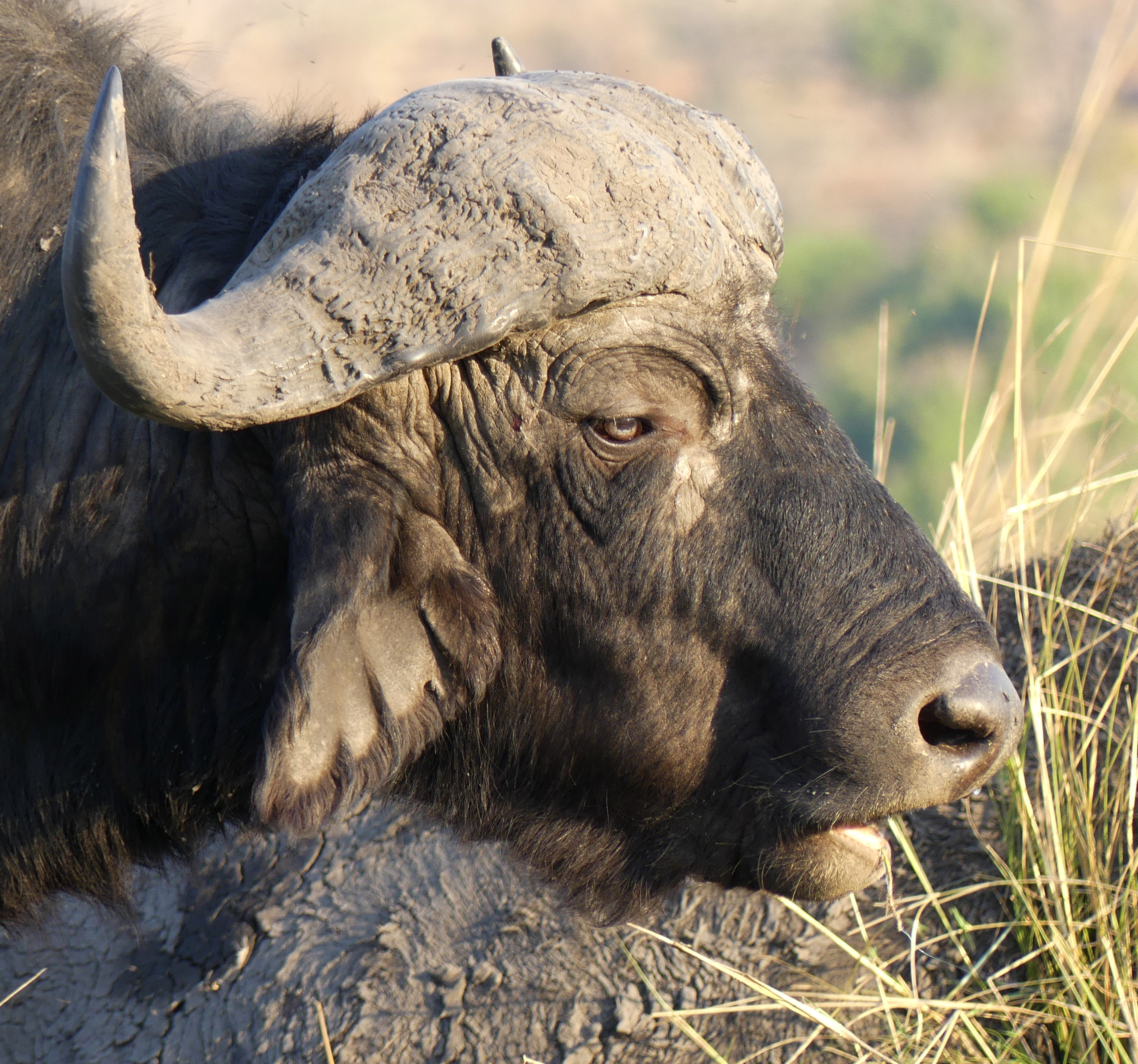 Cape buffalo profile