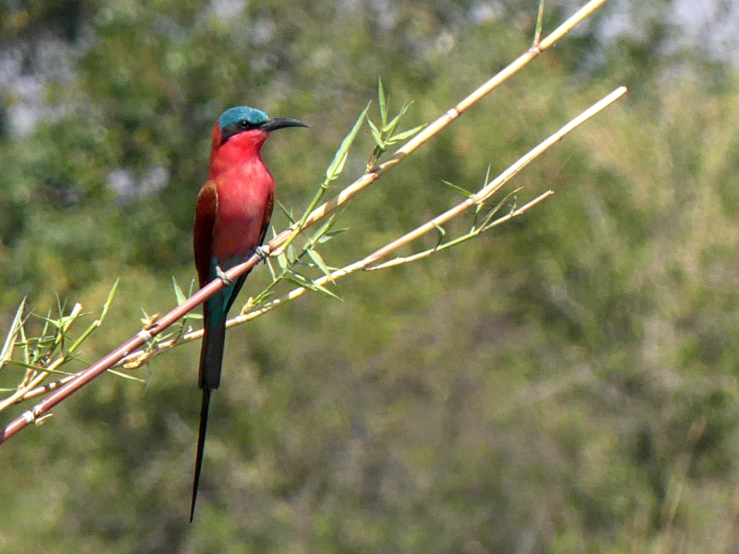 carmine bee-eater