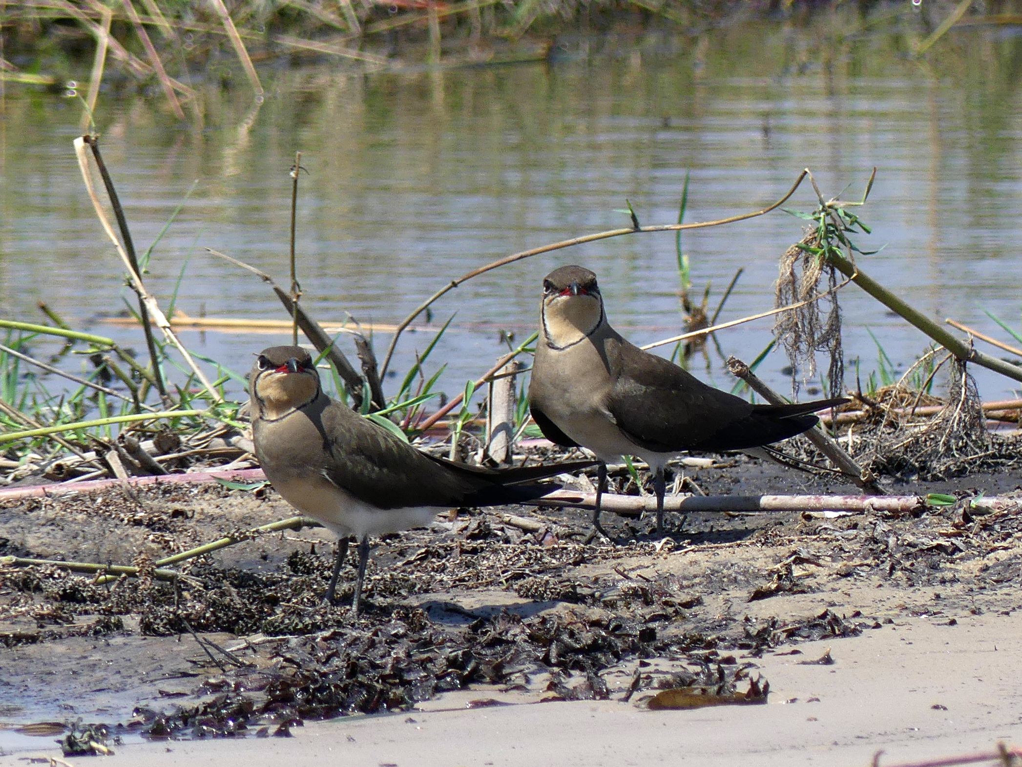 collared (redwinged) pratincole