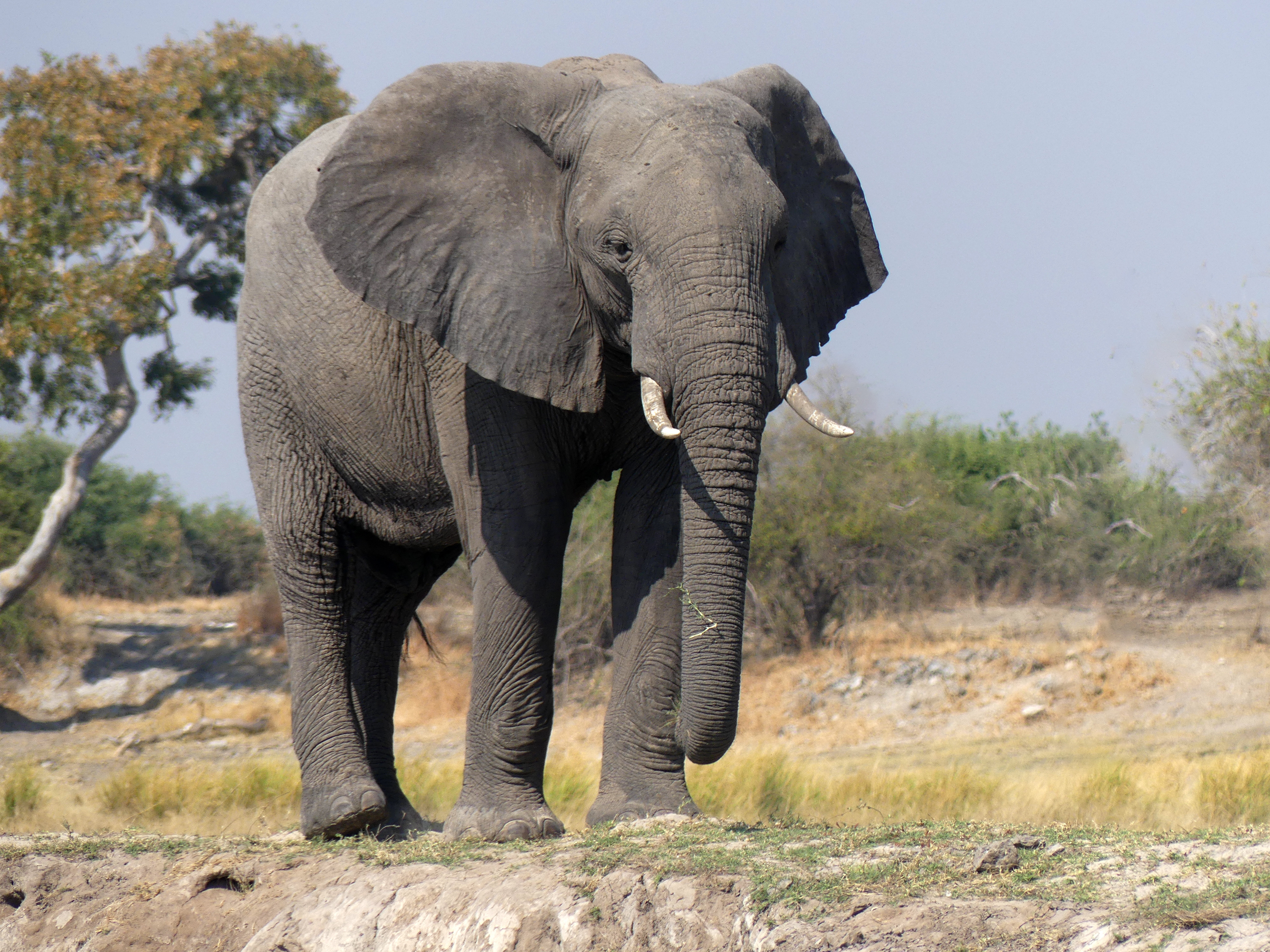 elephant