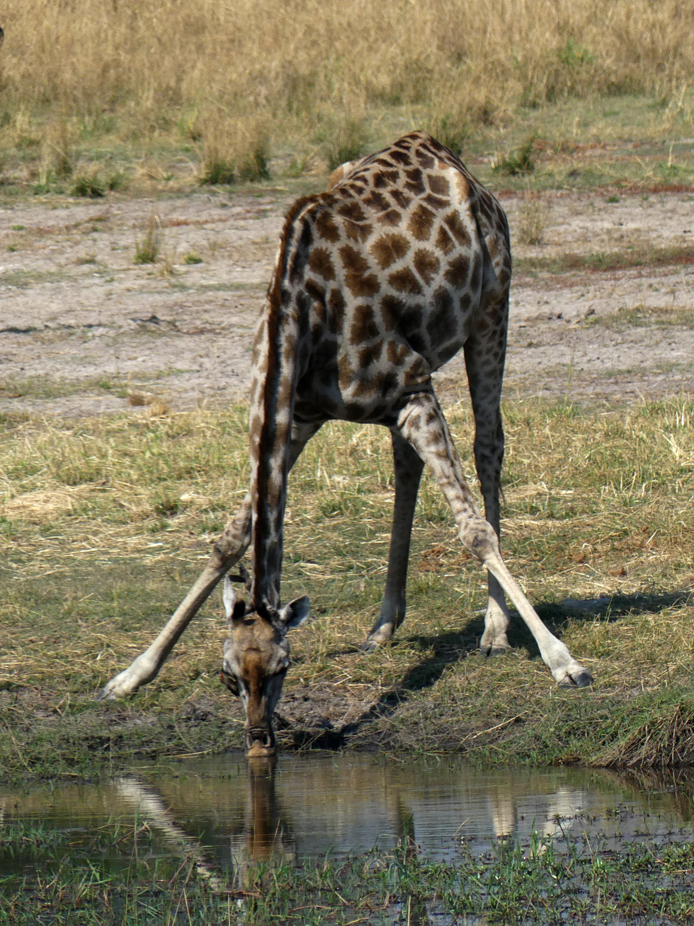 giraffe drinking