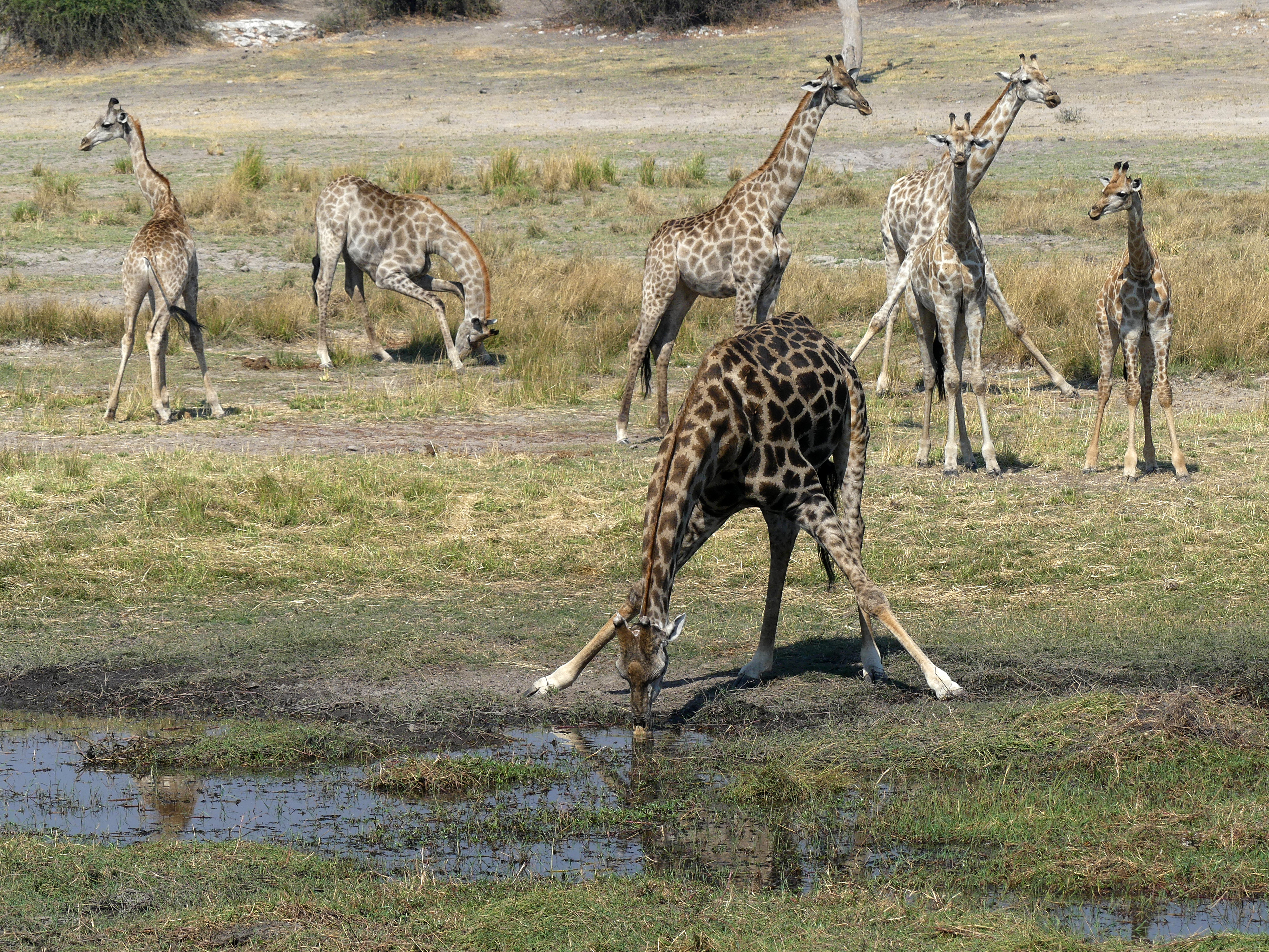 giraffes