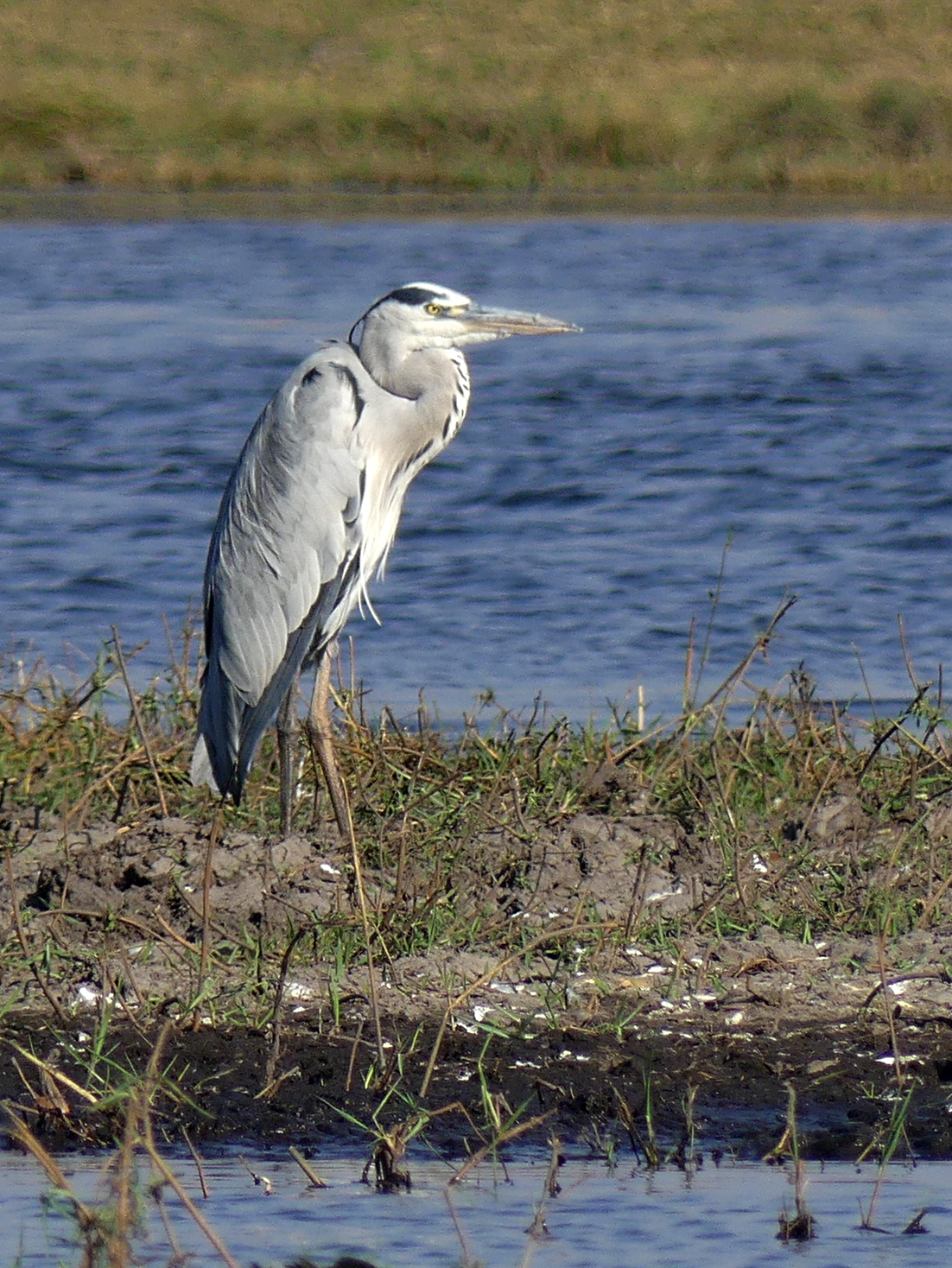 grey heron