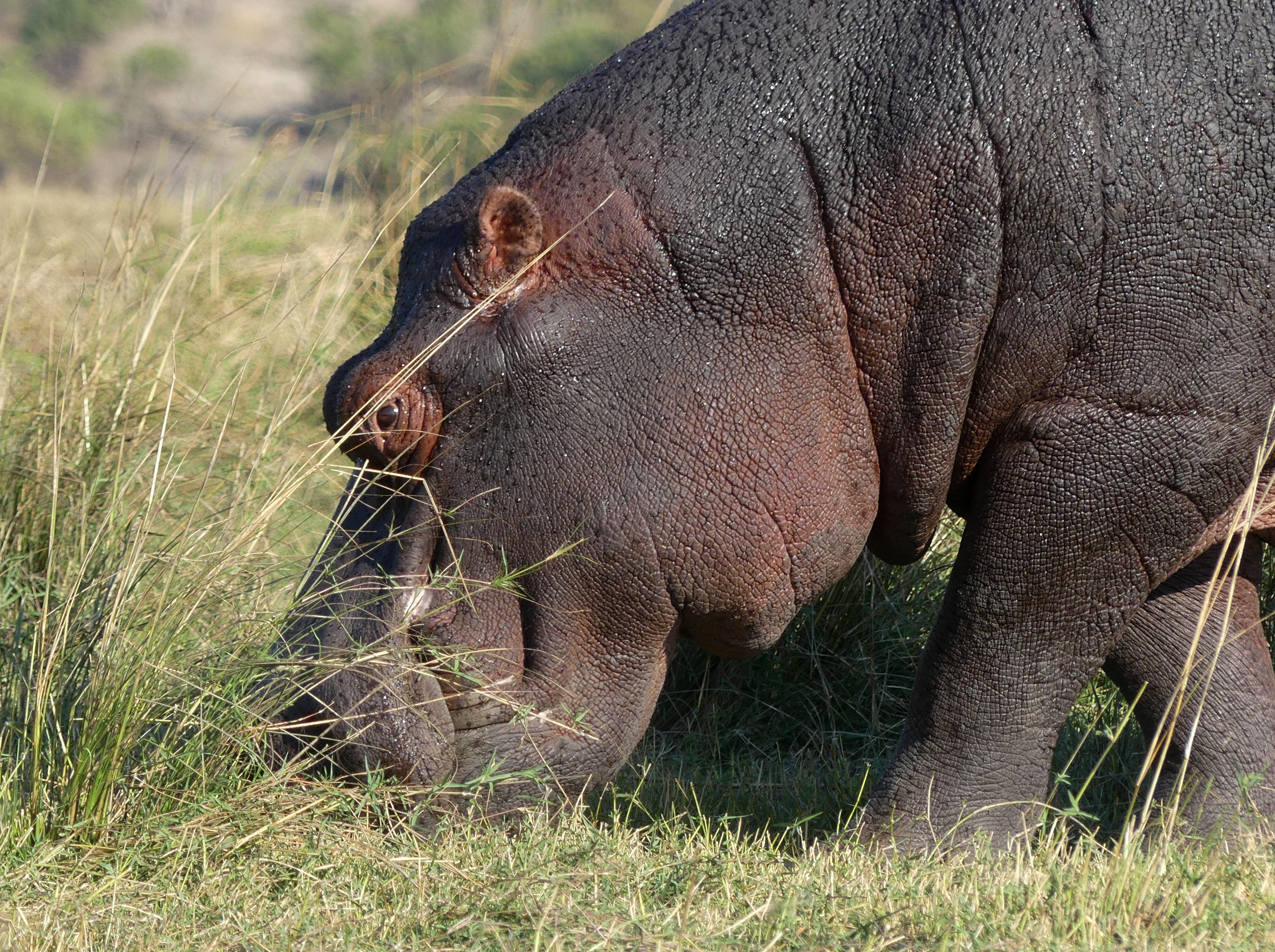 hippo head