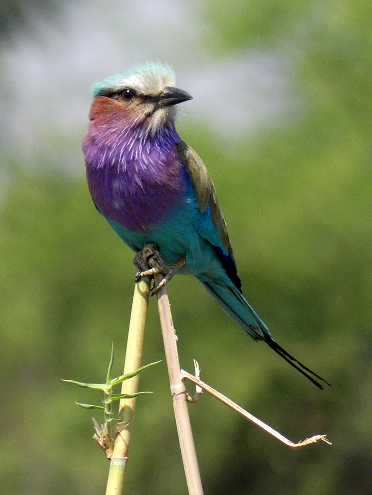 lilacbreasted roller