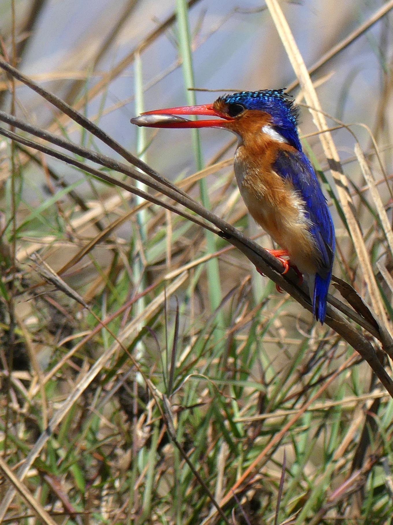 malachite kingfisher