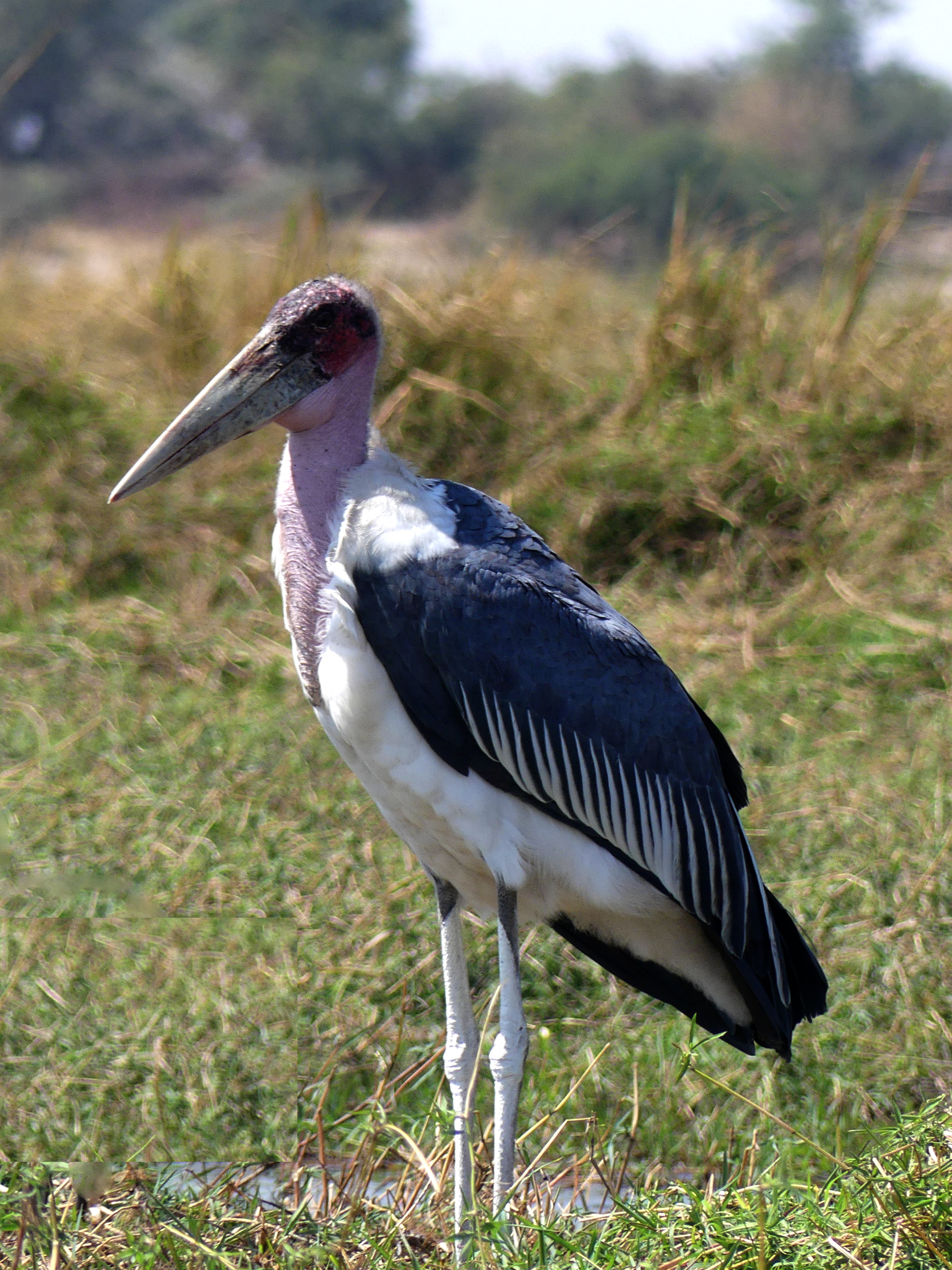 marabou stork