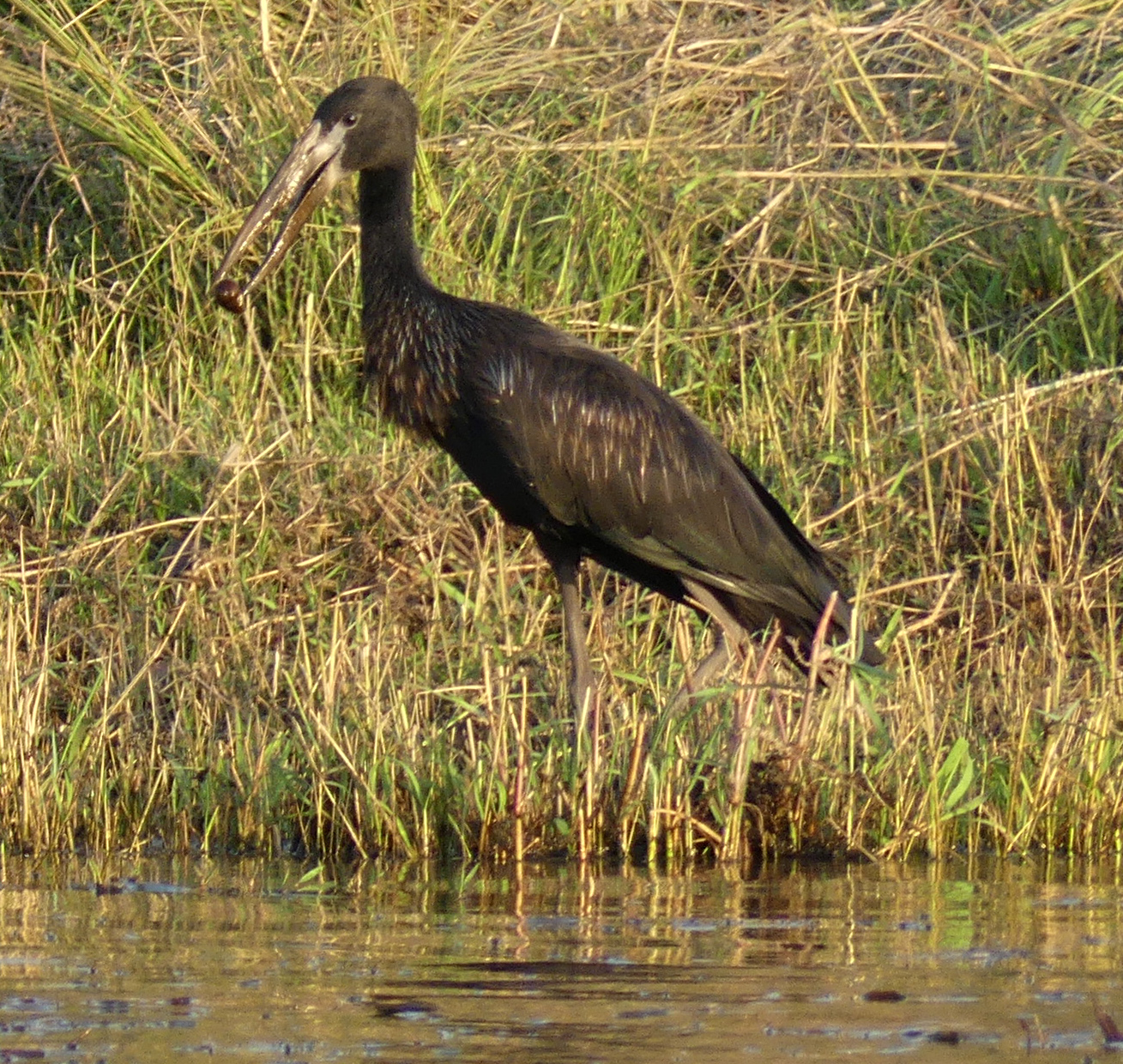 openbilled stork