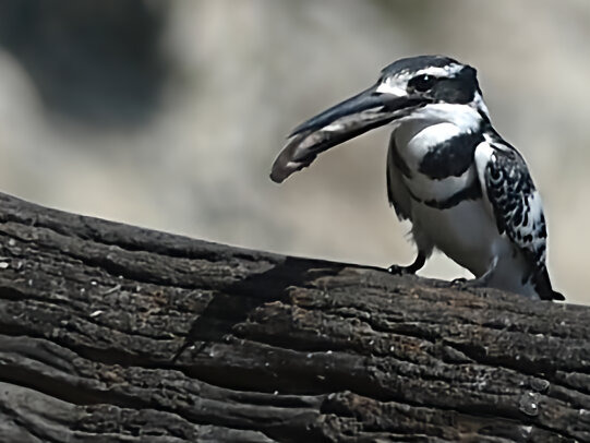 pied kingfisher