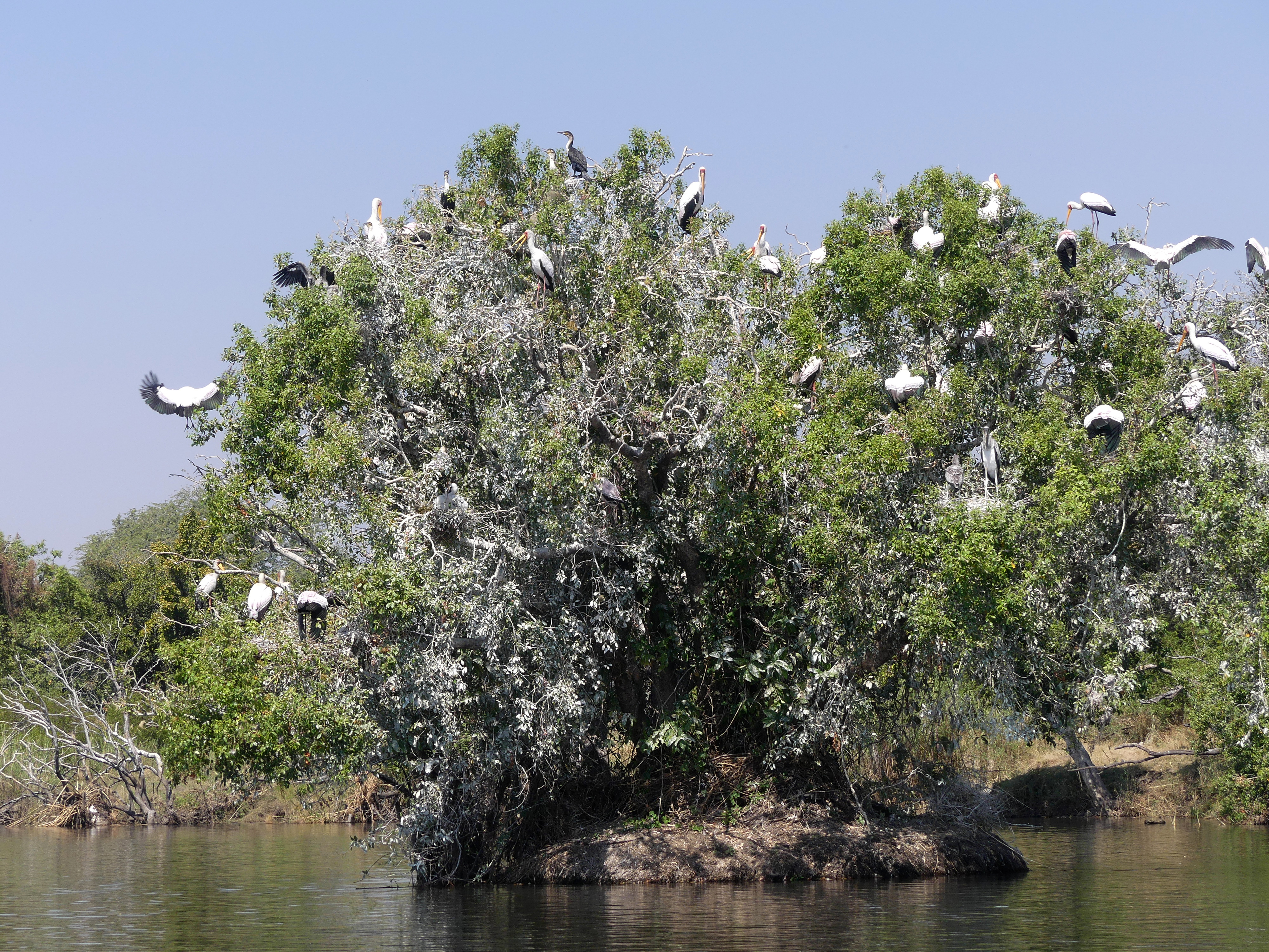 yellowbilled stork rookery
